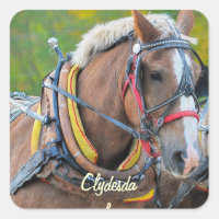 Horse-lover Equine design