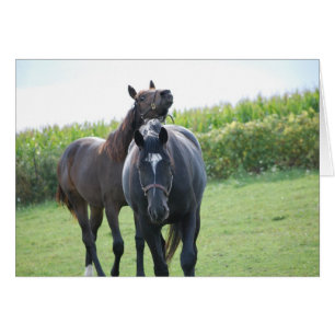 Horse Lovers