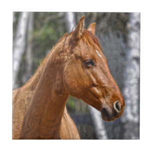 Horse-lover's Equine Animal Design Tile