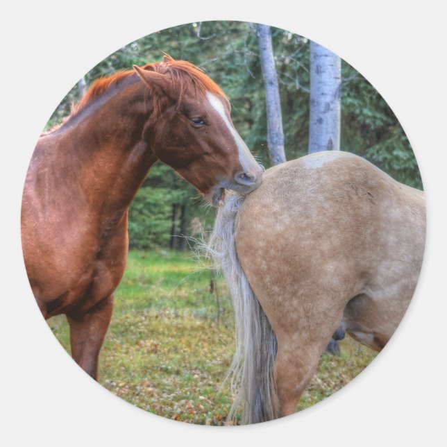 Horse-lover's Equine Photo on a BC Ranch Classic Round Sticker (Front)