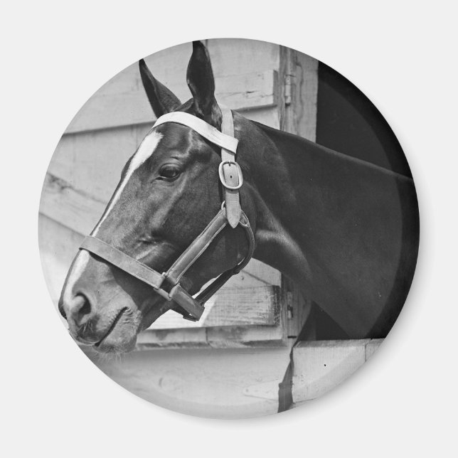 Horse Magnet (Front)