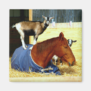 Horse Magnet Goat Magnet Funny Farm Photo