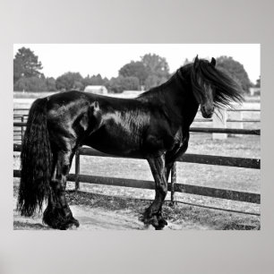 Horse modelling poster