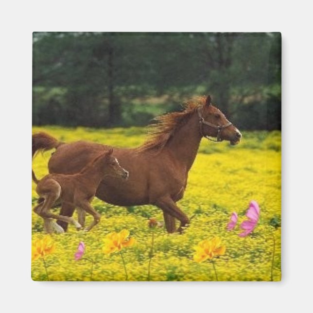 horse mom and baby magnet (Front)