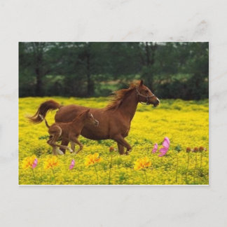 horse mom and baby postcard