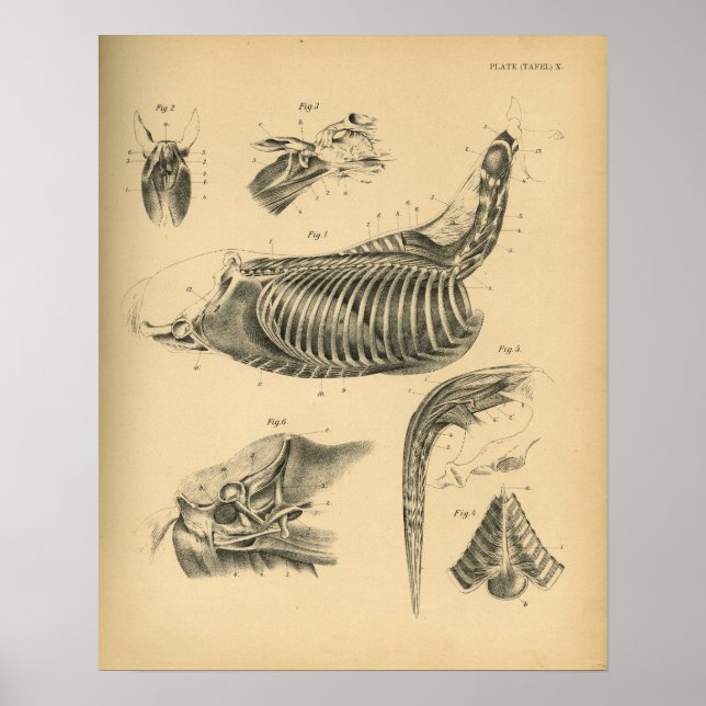 Horse Muscle Anatomy 1908 Vintage Print (Front)