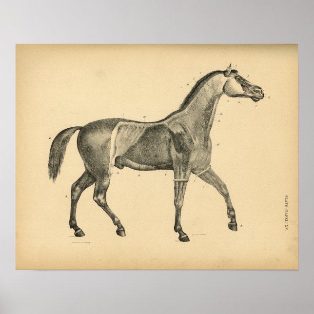 Horse Muscle Anatomy 1908 Vintage Print (Front)