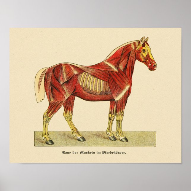 Horse Muscle Anatomy Print Vintage 1917 (Front)