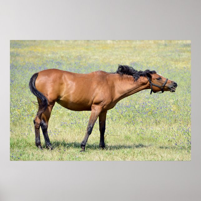 Horse neighing poster (Front)