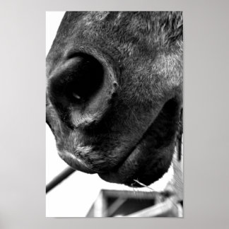 Horse nose poster