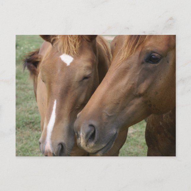Horse Nuzzle Postcard (Front)