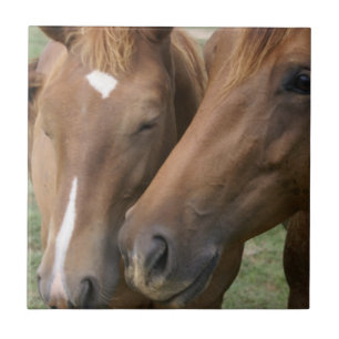 Horse Nuzzle Tile