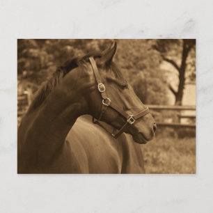 Horse of My Heart Postcard