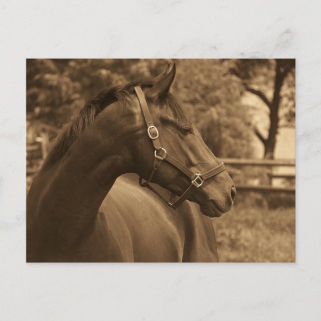 Horse of My Heart Postcard (Front)