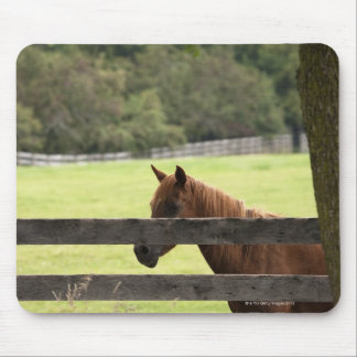 Horse on a farm relaxing by a tree mouse pad
