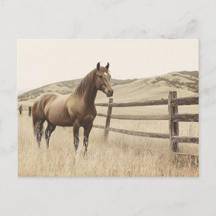 Horse on the Range Vintage Sepia Postcard