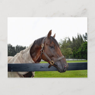 horse over fence side view postcard