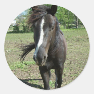Horse Paint Classic Round Sticker
