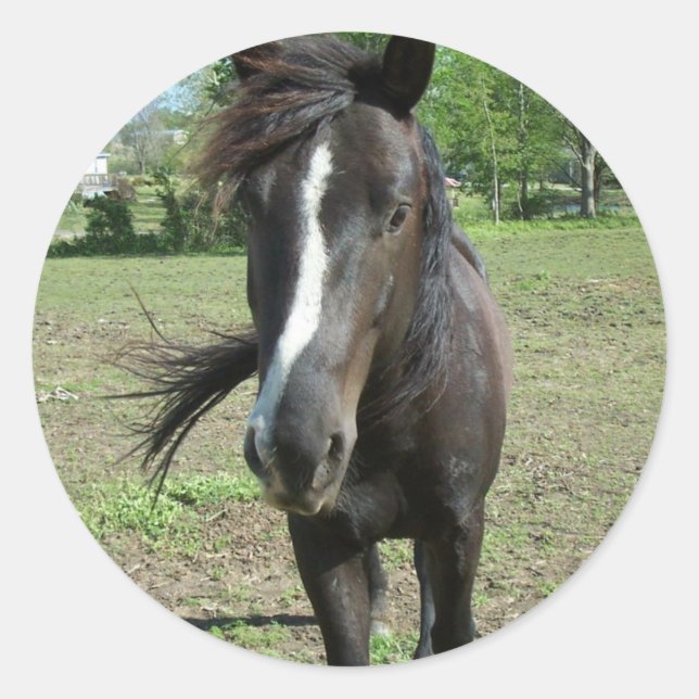 Horse Paint Classic Round Sticker (Front)