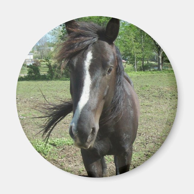 Horse Paint Magnet (Front)