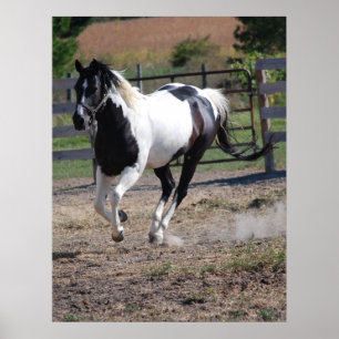 Horse/Paint Pinto Poster