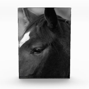 Horse pbcn photo block