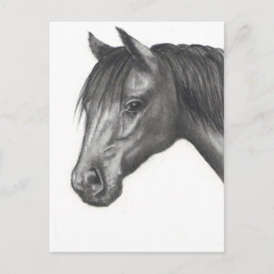 HORSE: PENCIL ART: REALISM POSTCARD