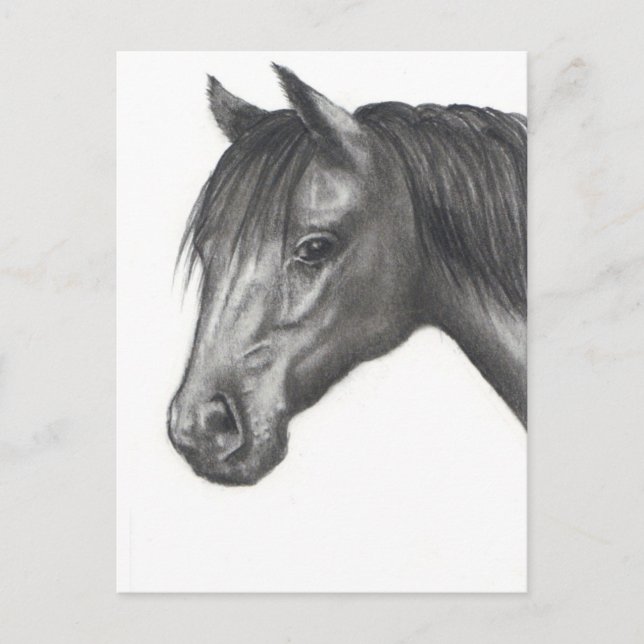 HORSE: PENCIL ART: REALISM POSTCARD (Front)