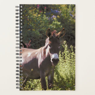 Horse Photo Equine Donkeys Pasture Planner