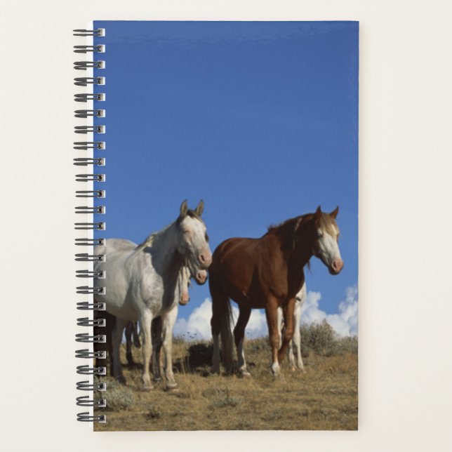 Horse Photo Equine Standing Horses Western Pasture Planner (Front)