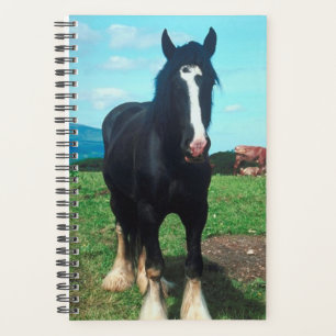 Horse Photo Equine Standing Shire Planner
