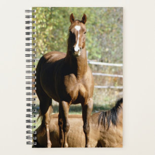Horse Photo Equine Two Horses Pasture Planner