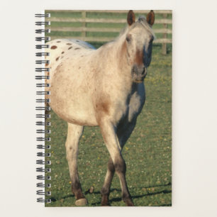 Horse Photo Equine Walking Appaloosa Planner