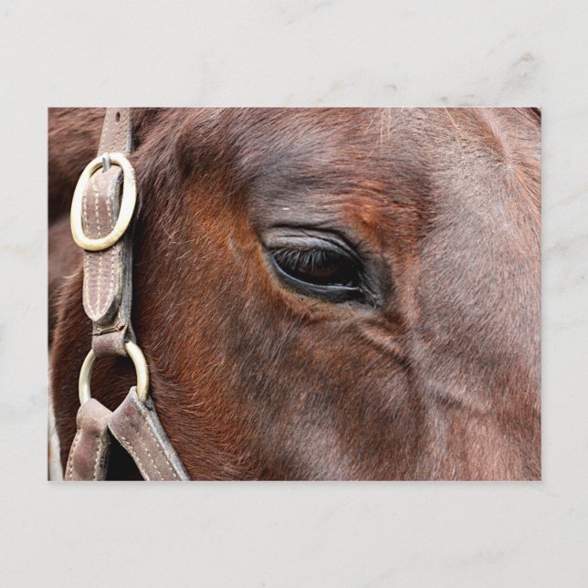 Horse photo postcard (Front)
