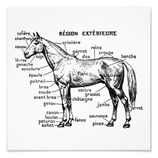 Horse Photo Print