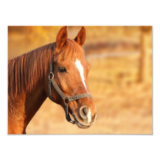 Horse Photo Print (Front)