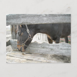Horse Play Humour Postcard