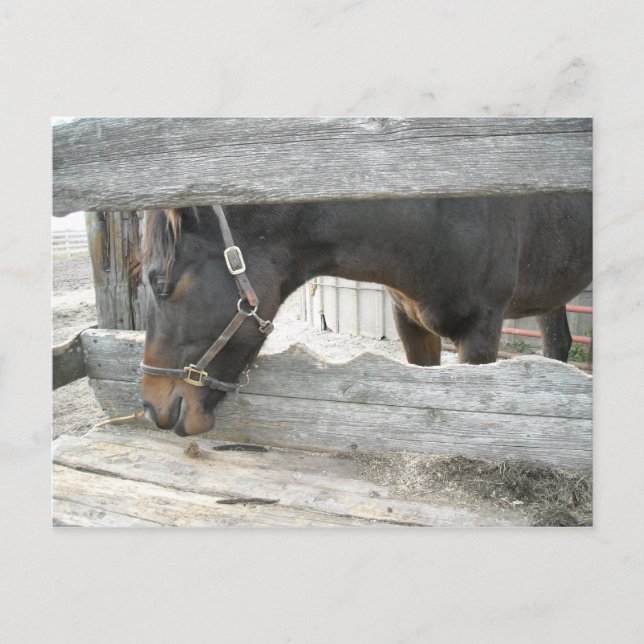 Horse Play Humour Postcard (Front)