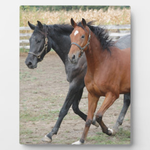 Horse Play Plaque