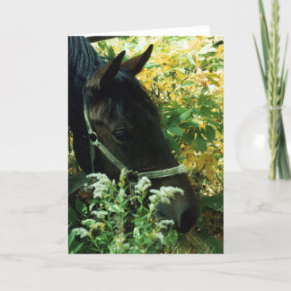 Horse Portrait Card