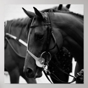 Horse portrait in black and white poster