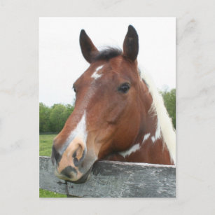 Horse Portrait Postcard