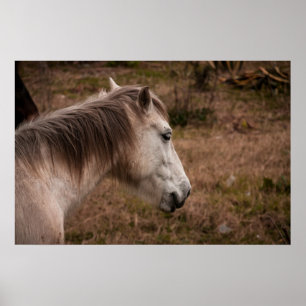 Horse portrait poster