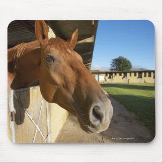 Horse portrait, Swaziland, South Africa Mouse Pad