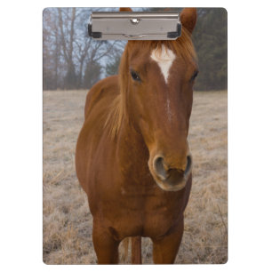 Horse pose clipboard