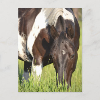 horse post card
