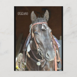 horse Post card of name pinto mare Fargo
