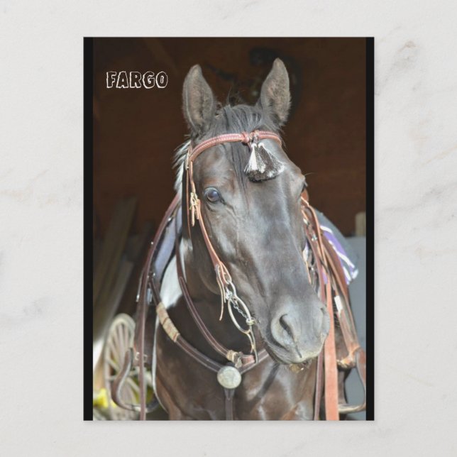 horse Post card of name pinto mare Fargo (Front)