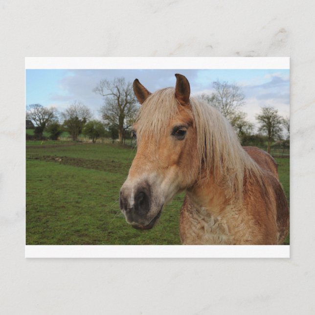 Horse Postcard (Front)