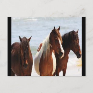 Horse Postcard